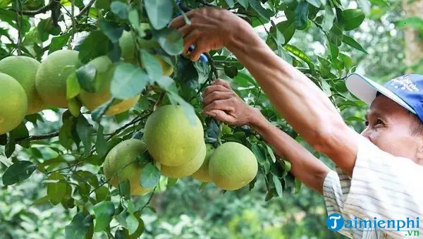Nằm Mơ Thấy Hái Trái Cây Đánh Số May