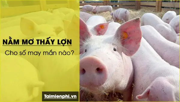 Nằm Mơ Thấy Heo Con Đánh Số Gì? Giải Mã Ý Nghĩa Và Con Số May Mắn Nằm Mơ Thấy Heo Con Đánh Số Gì? Giải Mã Ý Nghĩa Và Con Số May Mắn