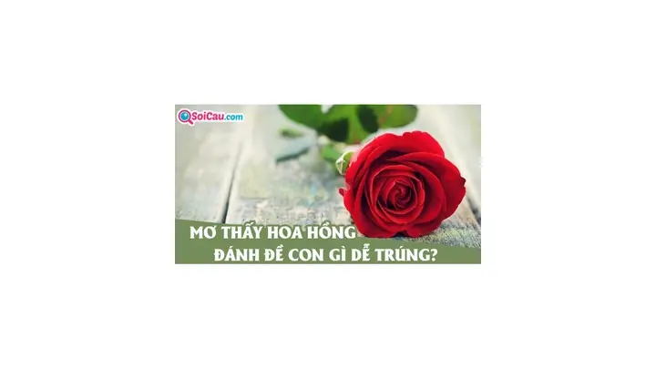 Nằm Mơ Thấy Hoa Hồng Đánh Con Gì? Số May Mắn Và Ý Nghĩa Chi Tiết