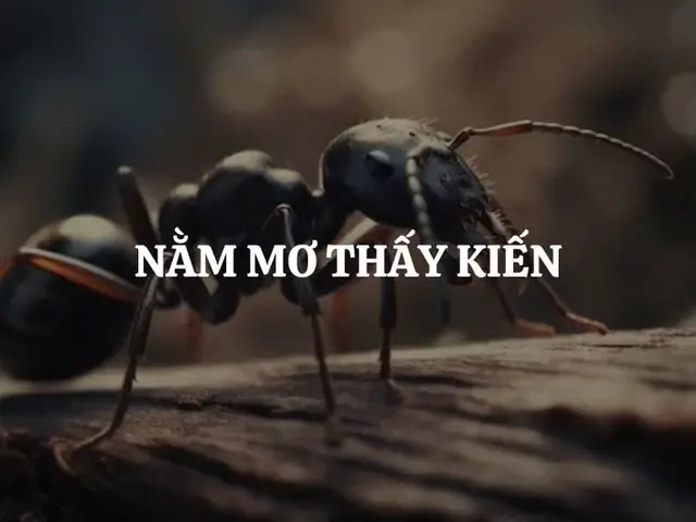 Nằm Mơ Thấy Kiến Cắn Đánh Số May Nằm Mơ Thấy Kiến Cắn Đánh Số May