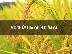 Nằm Mơ Thấy Lúa Chín Vàng Đánh Con Gì Nằm Mơ Thấy Lúa Chín Vàng Đánh Con Gì