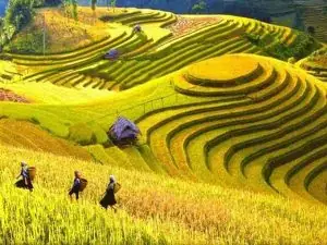 Nằm Mơ Thấy Lúa Chín Vàng Đánh Con Gì Nằm Mơ Thấy Lúa Chín Vàng Đánh Con Gì