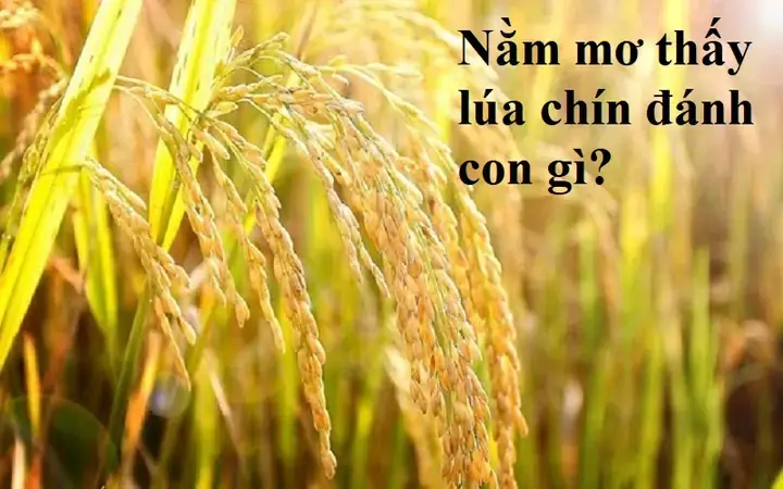 Nằm Mơ Thấy Lúa Chín Vàng Đánh Con Gì Nằm Mơ Thấy Lúa Chín Vàng Đánh Con Gì