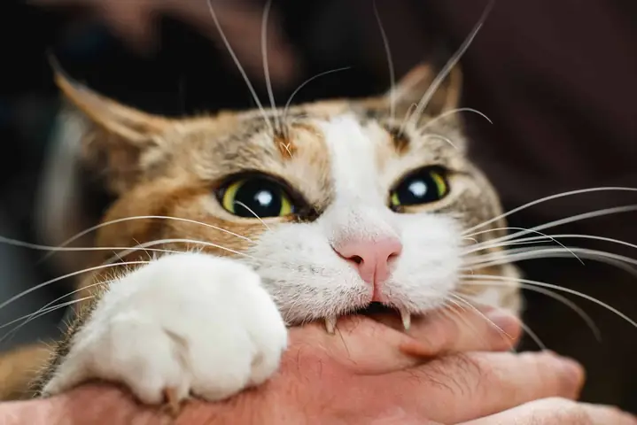 Giải Mã Ý Nghĩa Và Con Số May Mắn Khi Nằm Mơ Thấy Mèo Cắn Giải Mã Ý Nghĩa Và Con Số May Mắn Khi Nằm Mơ Thấy Mèo Cắn