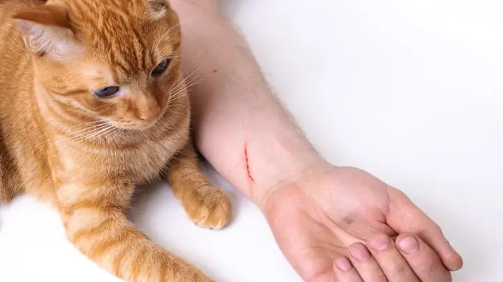 Giải Mã Ý Nghĩa Và Con Số May Mắn Khi Nằm Mơ Thấy Mèo Cắn Giải Mã Ý Nghĩa Và Con Số May Mắn Khi Nằm Mơ Thấy Mèo Cắn