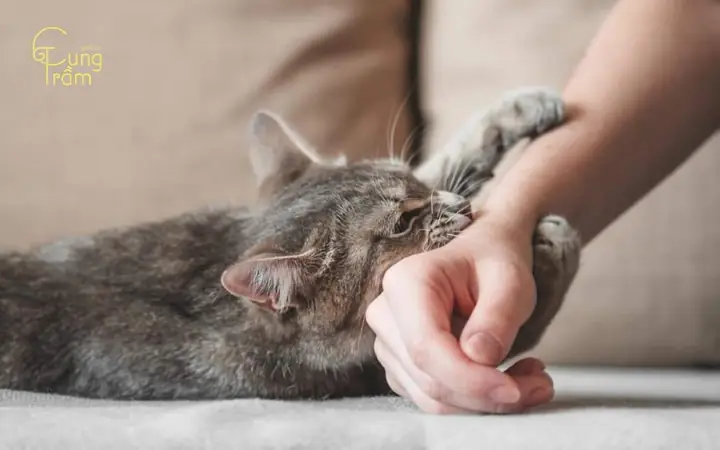 Nằm Mơ Thấy Mèo Cắn Là Điềm Báo Gì