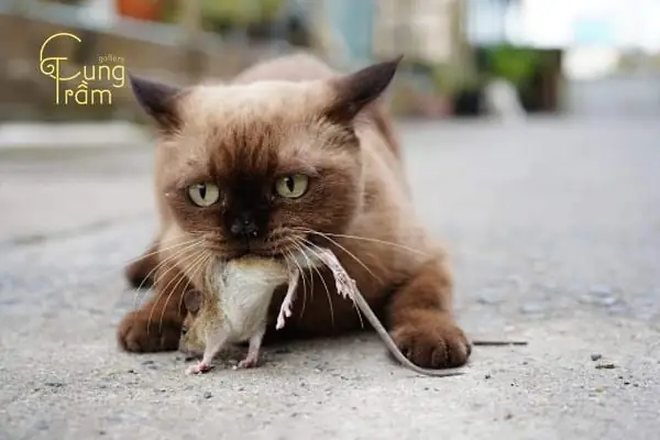 Nằm Mơ Thấy Mèo Cắn Là Điềm Báo Gì