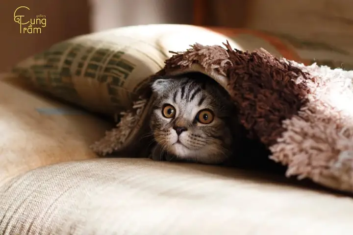 Nằm Mơ Thấy Mèo Đẻ Là Điềm Báo Gì Nằm Mơ Thấy Mèo Đẻ Là Điềm Báo Gì