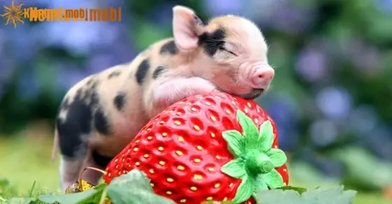 Nằm Mơ Thấy Mổ Lợn Đánh Con Gì? Ý Nghĩa, Cách Giải Thích Và Con Số May Mắn Nằm Mơ Thấy Mổ Lợn Đánh Con Gì? Ý Nghĩa, Cách Giải Thích Và Con Số May Mắn