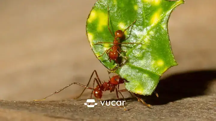 Giải Mã Giấc Mơ Thấy Người Thân Ở Nước Ngoài Về: Ý Nghĩa, Dự Báo Và Cách Hiểu