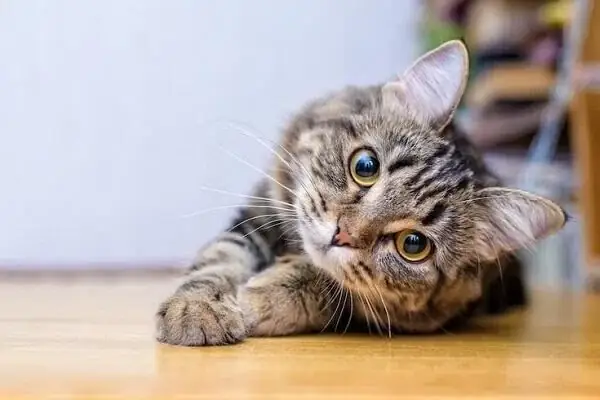 Nằm Mơ Thấy Nhiều Mèo Đánh Con Gì? Ý Nghĩa, Số May Mắn Và Cách Giải Mã Chi Tiết