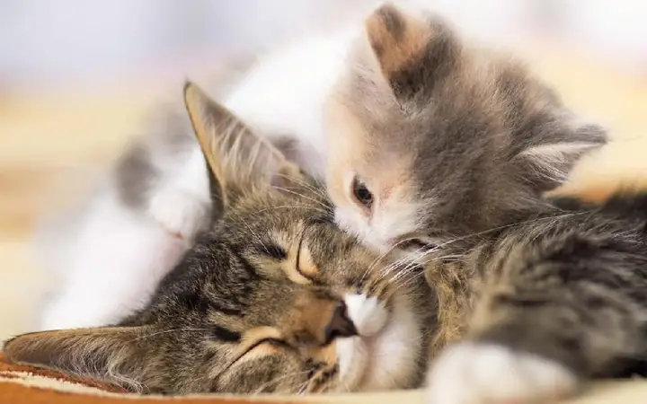Nằm Mơ Thấy Nhiều Mèo Đánh Con Gì? Ý Nghĩa, Số May Mắn Và Cách Giải Mã Chi Tiết