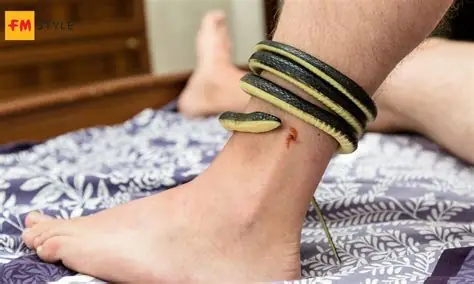 Nằm Mơ Thấy Rắn Hổ Mang Cắn Vào Tay Đánh Con Gì