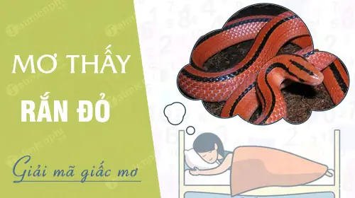 Nằm Mơ Thấy Rắn Màu Đỏ Đánh Con Gì Nằm Mơ Thấy Rắn Màu Đỏ Đánh Con Gì