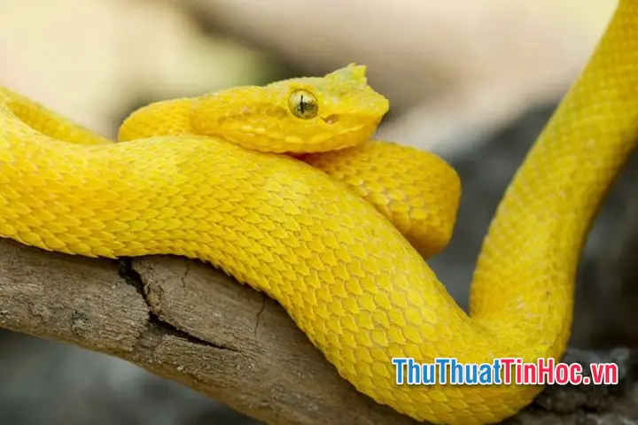 Nằm Mơ Thấy Rắn Màu Vàng Đánh Con Gì? Giải Mã Ý Nghĩa Và Số May Mắn Nằm Mơ Thấy Rắn Màu Vàng Đánh Con Gì? Giải Mã Ý Nghĩa Và Số May Mắn