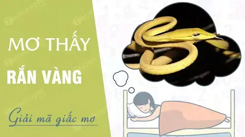 Nằm Mơ Thấy Rắn Vàng Đánh Con Gì? Ý Nghĩa, Số Đề Và Cách Giải Mã Giấc Mơ