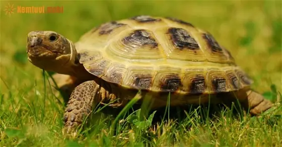 Giải Mã Giấc Mơ Thấy Rùa Vàng Đánh Con Gì: Ý Nghĩa, Con Số May Mắn Và Cách Áp Dụng Giải Mã Giấc Mơ Thấy Rùa Vàng Đánh Con Gì: Ý Nghĩa, Con Số May Mắn Và Cách Áp Dụng