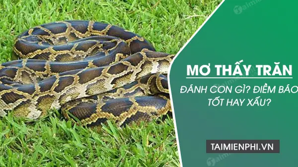 Nằm Mơ Thấy Trăn Khổng Lồ Đánh Con Gì