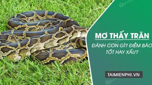 Nằm Mơ Thấy Trăn Khổng Lồ Đánh Con Gì