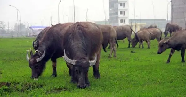 Nằm Mơ Thấy Trâu Chết: Ý Nghĩa Sâu Sắc Và Con Số Đề Xuất Để Chơi Nằm Mơ Thấy Trâu Chết: Ý Nghĩa Sâu Sắc Và Con Số Đề Xuất Để Chơi