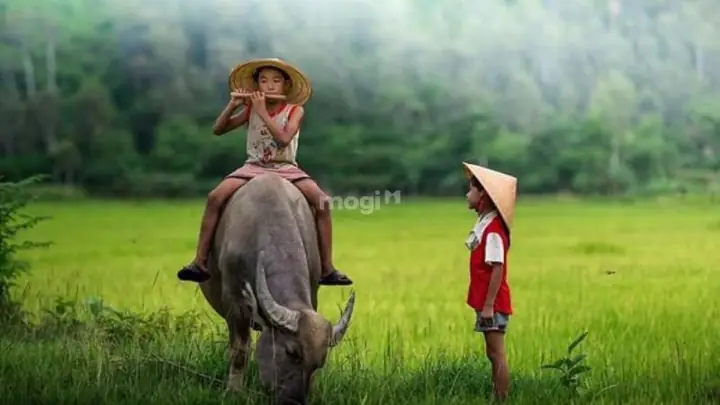 Nằm Mơ Thấy Trâu: Giải Nghĩa Điềm Báo, Ý Nghĩa Màu Sắc & Số May Mắn