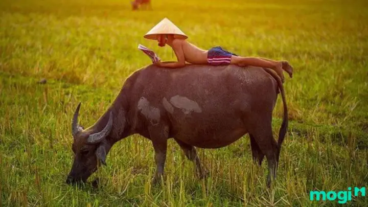 Nằm Mơ Thấy Trâu: Giải Nghĩa Điềm Báo, Ý Nghĩa Màu Sắc & Số May Mắn