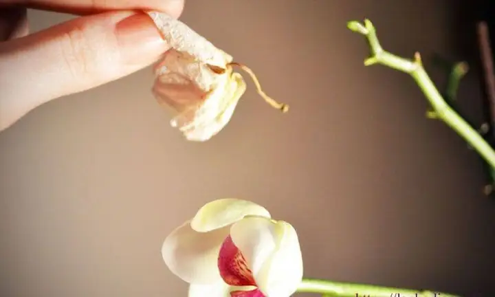 Nằm Mơ Thấy Vườn Hoa Nở Rực Rỡ: Ý Nghĩa, Dự Báo Và Con Số May Mắn
