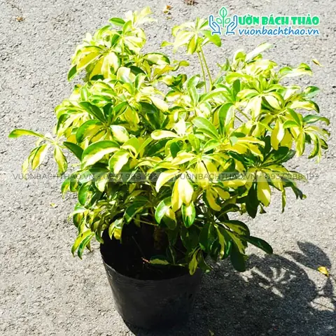 Cây Ngũ Gia Bì Cẩm Thạch: Đặc Điểm, Ý Nghĩa Và Hướng Dẫn Chăm Sóc Tại Nhà Cây Ngũ Gia Bì Cẩm Thạch: Đặc Điểm, Ý Nghĩa Và Hướng Dẫn Chăm Sóc Tại Nhà