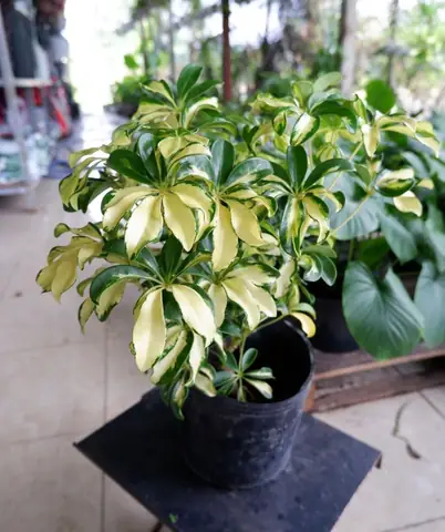 Cây Ngũ Gia Bì Cẩm Thạch: Đặc Điểm, Ý Nghĩa Và Hướng Dẫn Chăm Sóc Tại Nhà Cây Ngũ Gia Bì Cẩm Thạch: Đặc Điểm, Ý Nghĩa Và Hướng Dẫn Chăm Sóc Tại Nhà