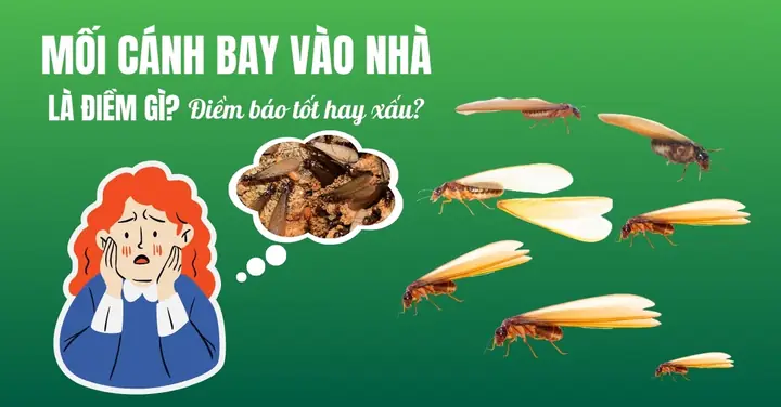 Nhà Có Mối La Điềm Gì Nhà Có Mối La Điềm Gì