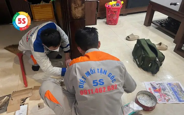 Nhà Có Mối La Điềm Gì Nhà Có Mối La Điềm Gì