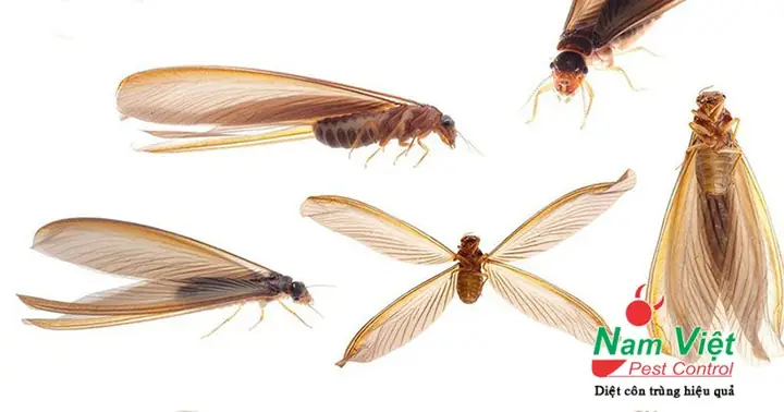 Nhà Có Mối La Điềm Gì Nhà Có Mối La Điềm Gì
