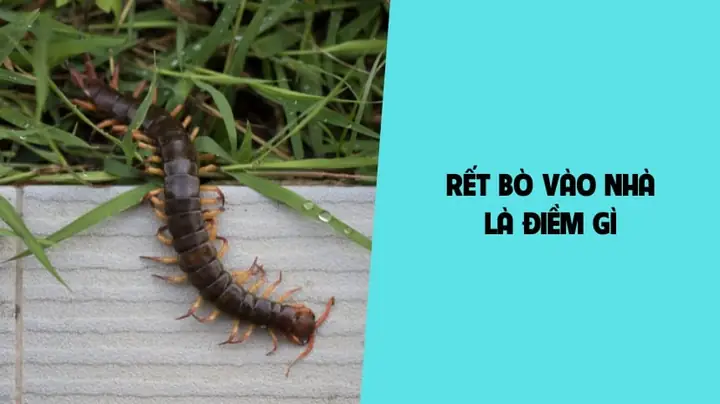 Nhìn Thấy Rết La Điềm Gì