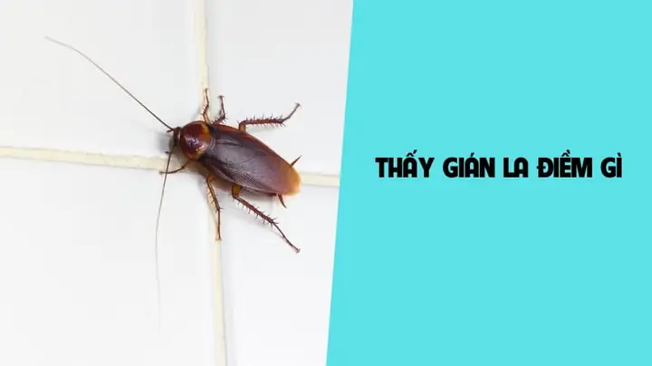 Nhìn Thấy Rết La Điềm Gì