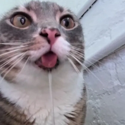 Những Hình Ảnh “chảy Nước Miếng” Khiến Bạn Thèm Muốn: Bộ Sưu Tập Meme, Ảnh Thực Tế Và Cách Tải Miễn Phí Những Hình Ảnh “chảy Nước Miếng” Khiến Bạn Thèm Muốn: Bộ Sưu Tập Meme, Ảnh Thực Tế Và Cách Tải Miễn Phí