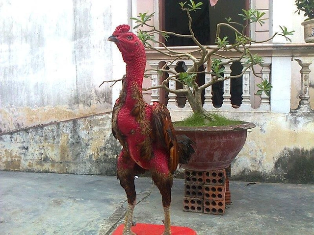 Những Hình Ảnh Gà Chọi Đẹp Nhất: Bộ Sưu Tập Chuẩn, Cách Chọn Và Bí Quyết Chụp Cho Người Đam Mê (2026) Những Hình Ảnh Gà Chọi Đẹp Nhất: Bộ Sưu Tập Chuẩn, Cách Chọn Và Bí Quyết Chụp Cho Người Đam Mê (2026)