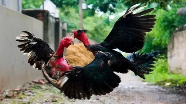 Những Hình Ảnh Gà Chọi Đẹp Nhất: Bộ Sưu Tập Chuẩn, Cách Chọn Và Bí Quyết Chụp Cho Người Đam Mê (2026) Những Hình Ảnh Gà Chọi Đẹp Nhất: Bộ Sưu Tập Chuẩn, Cách Chọn Và Bí Quyết Chụp Cho Người Đam Mê (2026)