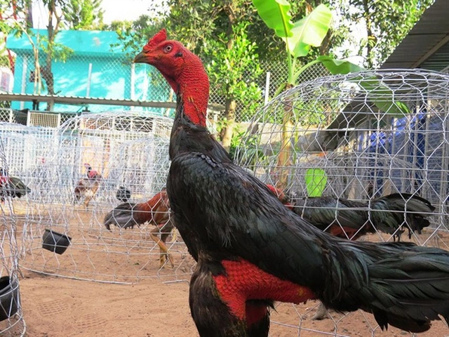 Những Hình Ảnh Gà Chọi Đẹp Nhất: Bộ Sưu Tập Chuẩn, Cách Chọn Và Bí Quyết Chụp Cho Người Đam Mê (2026) Những Hình Ảnh Gà Chọi Đẹp Nhất: Bộ Sưu Tập Chuẩn, Cách Chọn Và Bí Quyết Chụp Cho Người Đam Mê (2026)