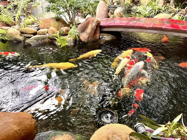 Top 7 Quán Cafe Cá Koi Ở Hải Phòng Mà Bạn Không Nên Bỏ Lỡ Top 7 Quán Cafe Cá Koi Ở Hải Phòng Mà Bạn Không Nên Bỏ Lỡ