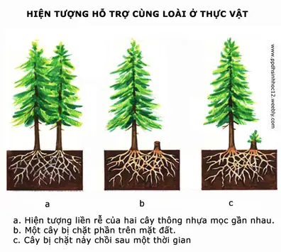 Quan Hệ Hỗ Trợ Là Gì? Ý Nghĩa Và Ví Dụ Minh Họa Trong Quần Thể Sinh Vật Quan Hệ Hỗ Trợ Là Gì? Ý Nghĩa Và Ví Dụ Minh Họa Trong Quần Thể Sinh Vật
