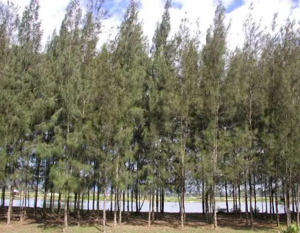 Quan Hệ Hỗ Trợ Là Gì? Ý Nghĩa Và Ví Dụ Minh Họa Trong Quần Thể Sinh Vật Quan Hệ Hỗ Trợ Là Gì? Ý Nghĩa Và Ví Dụ Minh Họa Trong Quần Thể Sinh Vật