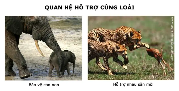 Quan Hệ Hỗ Trợ Là Gì? Ý Nghĩa Và Ví Dụ Minh Họa Trong Quần Thể Sinh Vật Quan Hệ Hỗ Trợ Là Gì? Ý Nghĩa Và Ví Dụ Minh Họa Trong Quần Thể Sinh Vật