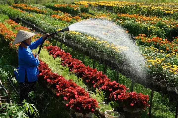 Sa Đéc Ở Đâu? Tổng Quan Vị Trí, Hành Chính Và Tiềm Năng Du Lịch Thành Phố Sa Đéc Sa Đéc Ở Đâu? Tổng Quan Vị Trí, Hành Chính Và Tiềm Năng Du Lịch Thành Phố Sa Đéc