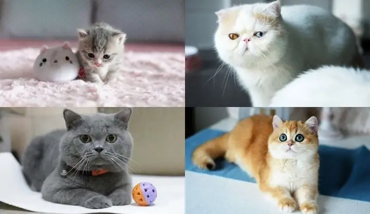 Top 10 Địa Chỉ Mua Bán Mèo Cảnh Uy Tín Tại Tp.hcm Bạn Cần Biết Top 10 Địa Chỉ Mua Bán Mèo Cảnh Uy Tín Tại Tp.hcm Bạn Cần Biết