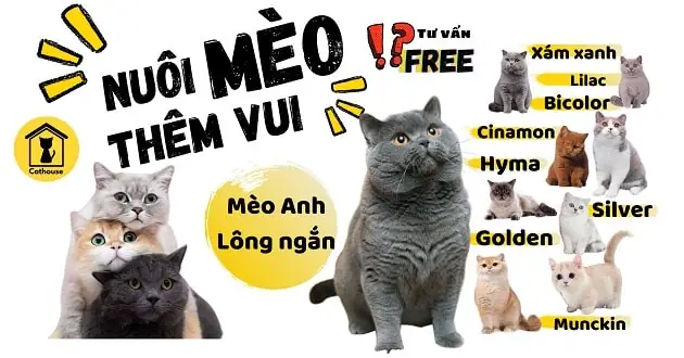 Top 10 Địa Chỉ Mua Bán Mèo Cảnh Uy Tín Tại Tp.hcm Bạn Cần Biết Top 10 Địa Chỉ Mua Bán Mèo Cảnh Uy Tín Tại Tp.hcm Bạn Cần Biết
