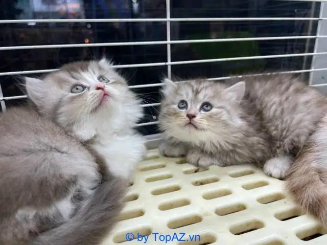 Top 10 Địa Chỉ Mua Bán Mèo Cảnh Uy Tín Tại Tp.hcm Bạn Cần Biết Top 10 Địa Chỉ Mua Bán Mèo Cảnh Uy Tín Tại Tp.hcm Bạn Cần Biết