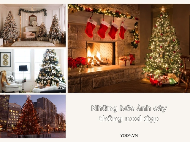 Tải Hình Ảnh Cây Thông Noel Miễn Phí: Bộ Sưu Tập Đầy Đủ Cho Mọi Nhu Cầu (dành Cho Người Yêu Thiết Kế & Trang Trí) Tải Hình Ảnh Cây Thông Noel Miễn Phí: Bộ Sưu Tập Đầy Đủ Cho Mọi Nhu Cầu (dành Cho Người Yêu Thiết Kế & Trang Trí)