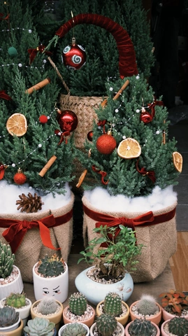 Tải Hình Ảnh Cây Thông Noel Miễn Phí: Bộ Sưu Tập Đầy Đủ Cho Mọi Nhu Cầu (dành Cho Người Yêu Thiết Kế & Trang Trí) Tải Hình Ảnh Cây Thông Noel Miễn Phí: Bộ Sưu Tập Đầy Đủ Cho Mọi Nhu Cầu (dành Cho Người Yêu Thiết Kế & Trang Trí)