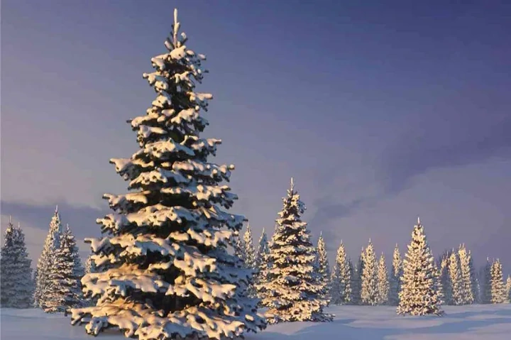 Tải Hình Ảnh Cây Thông Noel Miễn Phí: Bộ Sưu Tập Đầy Đủ Cho Mọi Nhu Cầu (dành Cho Người Yêu Thiết Kế & Trang Trí) Tải Hình Ảnh Cây Thông Noel Miễn Phí: Bộ Sưu Tập Đầy Đủ Cho Mọi Nhu Cầu (dành Cho Người Yêu Thiết Kế & Trang Trí)