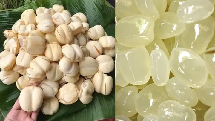 Thốt Nốt Là Gì? Tổng Quan Về Cây Thốt Nốt, Công Dụng Và Cách Dùng Đường Thốt Nốt